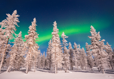 northern lights in the forest